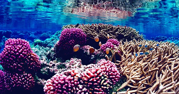 Climate Resistance In The Pacific Coral Reef Is At An All-time High