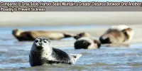 Compared to Gray Seals, Harbor Seals Maintain a Greater Distance Between One Another, Possibly to Prevent Sickness