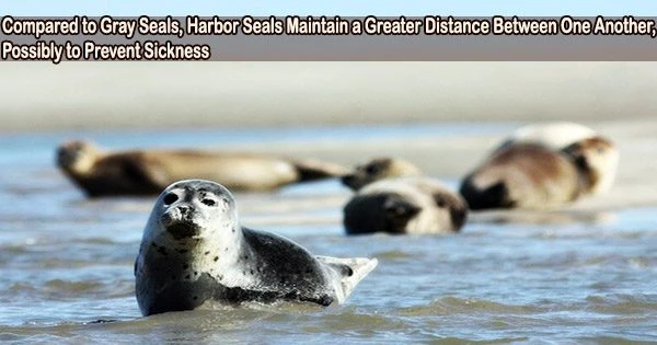 Compared to Gray Seals, Harbor Seals Maintain a Greater Distance Between One Another, Possibly to Prevent Sickness