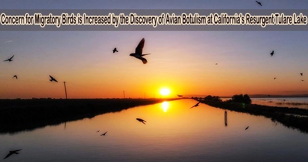 Concern for Migratory Birds is Increased by the Discovery of Avian Botulism at California’s Resurgent Tulare Lake