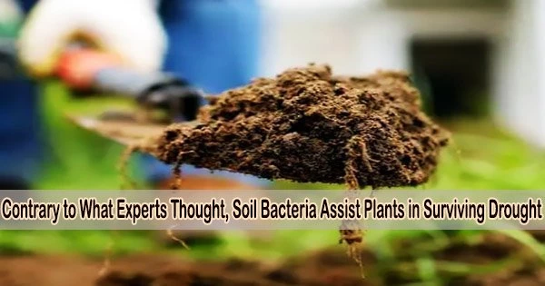 Contrary to What Experts Thought, Soil Bacteria Assist Plants in Surviving Drought