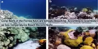 Coral Reefs in the Florida Keys are Already Bleaching, According to Scientists, as Sea Temperatures Reach Record Highs