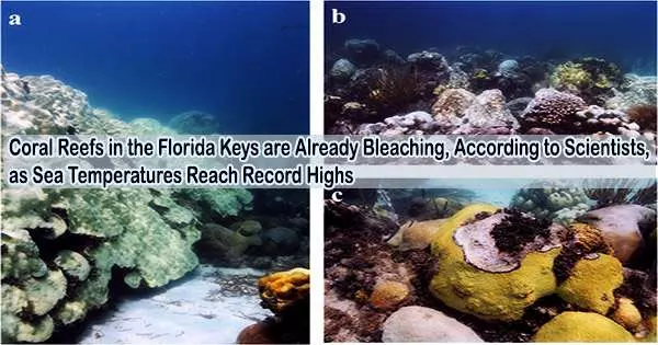 Coral Reefs in the Florida Keys are Already Bleaching, According to Scientists, as Sea Temperatures Reach Record Highs
