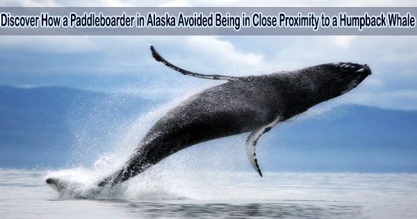 Discover How a Paddleboarder in Alaska Avoided Being in Close Proximity to a Humpback Whale
