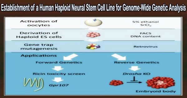 Establishment of a Human Haploid Neural Stem Cell Line for Genome-Wide Genetic Analysis