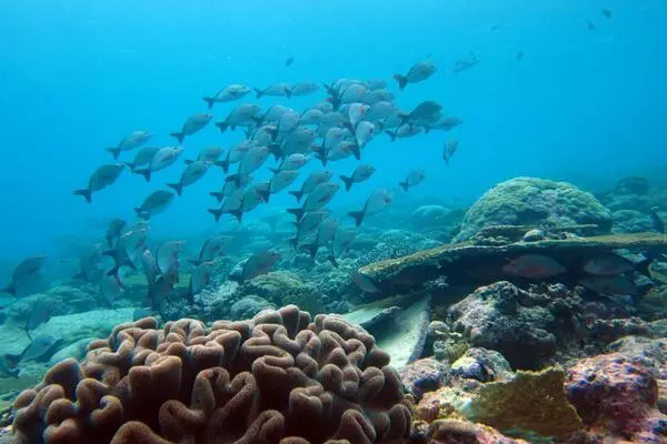 Evidence that marine conservation mitigates climate change