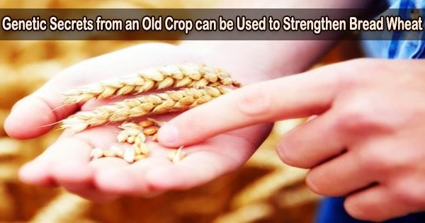 Genetic Secrets from an Old Crop can be Used to Strengthen Bread Wheat