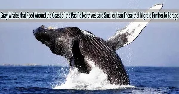 Gray Whales that Feed Around the Coast of the Pacific Northwest are Smaller than Those that Migrate Further to Forage