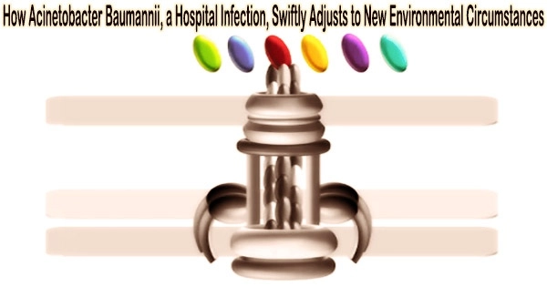 How Acinetobacter Baumannii, a Hospital Infection, Swiftly Adjusts to New Environmental Circumstances