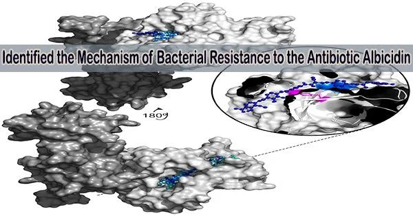 Identified the Mechanism of Bacterial Resistance to the Antibiotic Albicidin