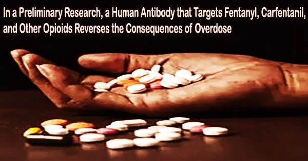 In a Preliminary Research, a Human Antibody that Targets Fentanyl, Carfentanil, and Other Opioids Reverses the Consequences of Overdose