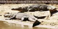 It has been Discovered that Nile Crocodiles React to the Screams of Newborn Mammals, Including Humans