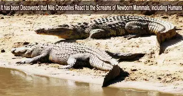 It has been Discovered that Nile Crocodiles React to the Screams of Newborn Mammals, Including Humans
