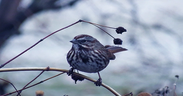 Male Song Sparrows May Become More Adoring’Super’ Fathers as They Live In Cities