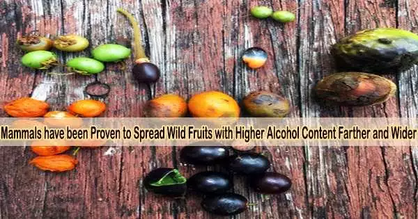 Mammals have been Proven to Spread Wild Fruits with Higher Alcohol Content Farther and Wider