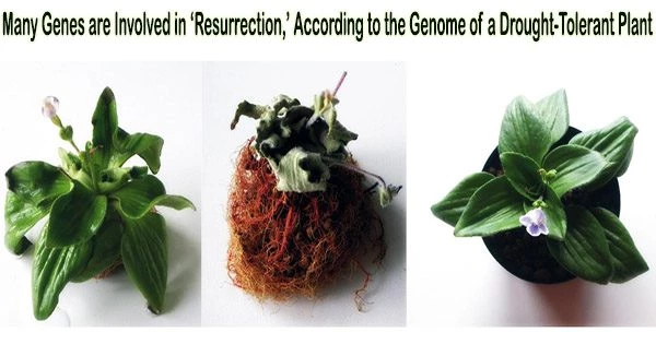 Many Genes are Involved in ‘Resurrection,’ According to the Genome of a Drought-Tolerant Plant