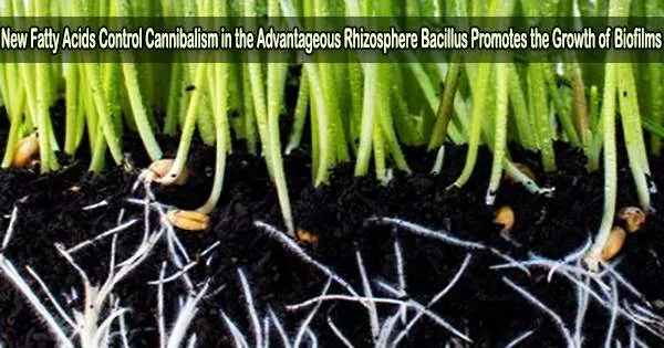 New Fatty Acids Control Cannibalism in the Advantageous Rhizosphere Bacillus Promotes the Growth of Biofilms