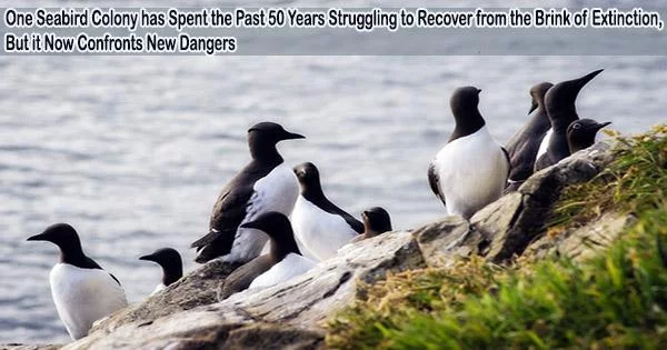 One Seabird Colony has Spent the Past 50 Years Struggling to Recover from the Brink of Extinction, But it Now Confronts New Dangers