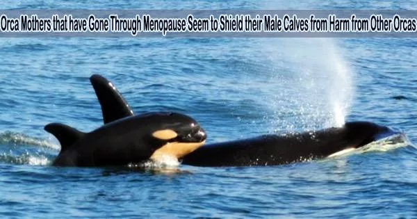 Orca Mothers that have Gone Through Menopause Seem to Shield their Male Calves from Harm from Other Orcas