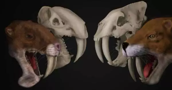 Palaeontologists have Discovered Two New Sabertooth Cat Species