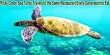 Picky Green Sea Turtle Travels to the Same Restaurant Every Generation to Eat
