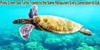 Picky Green Sea Turtle Travels to the Same Restaurant Every Generation to Eat