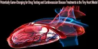 Potentially Game-Changing for Drug Testing and Cardiovascular Disease Treatments is the Tiny Heart Model
