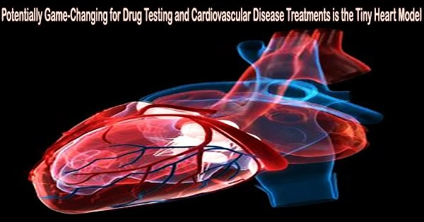 Potentially Game-Changing for Drug Testing and Cardiovascular Disease Treatments is the Tiny Heart Model