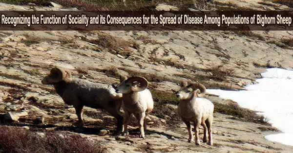 Recognizing the Function of Sociality and its Consequences for the Spread of Disease Among Populations of Bighorn Sheep