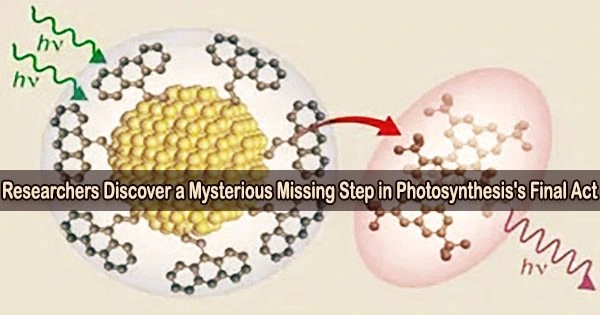 Researchers Discover a Mysterious Missing Step in Photosynthesis’s Final Act