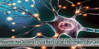 Researchers Have Discovered a Crucial Role for Lactate in the Formation of Brain Cells