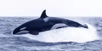 Researchers Discover a 20,000-year-old Orca Refuge In The Northern Pacific