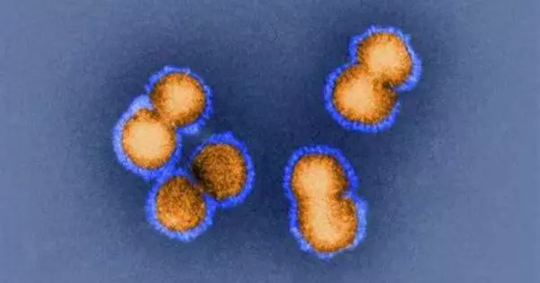 Searching for Dangerous Viruses now to avoid Future Pandemics