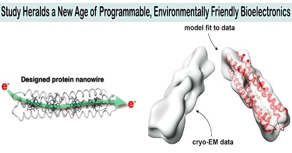 Study Heralds a New Age of Programmable, Environmentally Friendly Bioelectronics