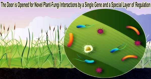 The Door is Opened for Novel Plant-Fungi Interactions by a Single Gene and a Special Layer of Regulation