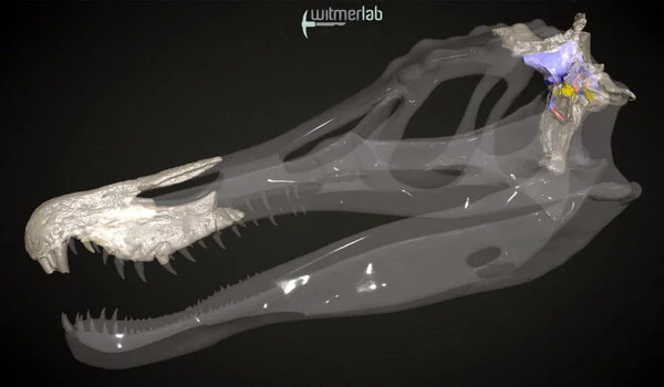 Oldest spinosaur brains revealed
