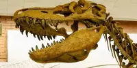 The Oldest Spinosaur Brains have been Discovered