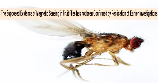 The Supposed Evidence of Magnetic Sensing in Fruit Flies has not been Confirmed by Replication of Earlier Investigations