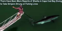 There Have Been More Reports of Sharks in Cape Cod Bay Diving to Take Stripers Strung on Fishing Lines