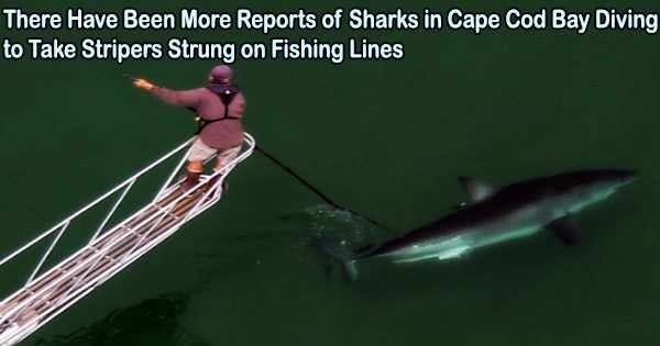 There Have Been More Reports of Sharks in Cape Cod Bay Diving to Take Stripers Strung on Fishing Lines