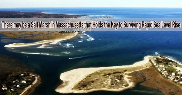There may be a Salt Marsh in Massachusetts that Holds the Key to Surviving Rapid Sea Level Rise