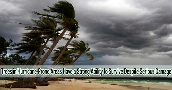 Trees in Hurricane-Prone Areas Have a Strong Ability to Survive Despite Serious Damage