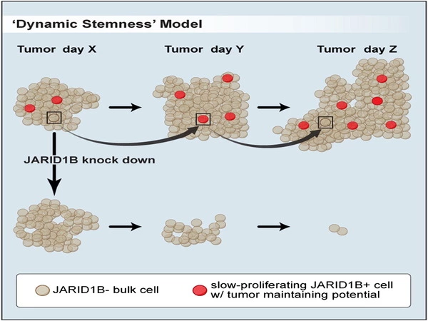 A combination of cancer inhibitors shows success in slowing tumor growth