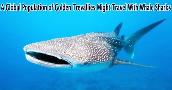 A Global Population of Golden Trevallies Might Travel With Whale Sharks