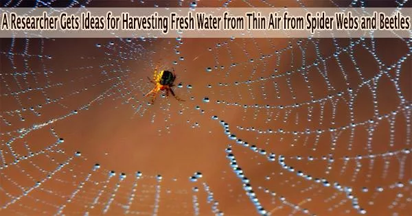 A Researcher Gets Ideas for Harvesting Fresh Water from Thin Air from Spider Webs and Beetles