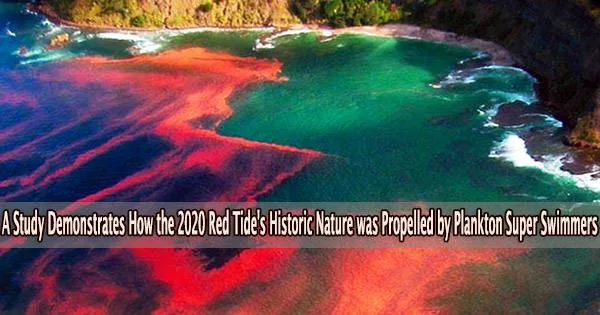 A Study Demonstrates How the 2020 Red Tide’s Historic Nature was Propelled by Plankton Super Swimmers