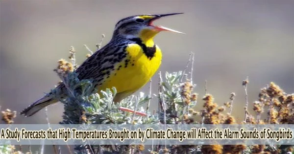 A Study Forecasts that High Temperatures Brought on by Climate Change will Affect the Alarm Sounds of Songbirds