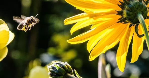 Air Pollution makes it difficult for Bees to find Flowers