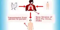 Changes in Bird Flu may Raise the Risk of Extensive Human Transmission