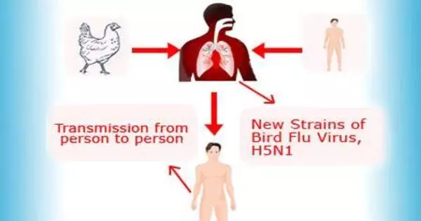 Changes in Bird Flu may Raise the Risk of Extensive Human Transmission